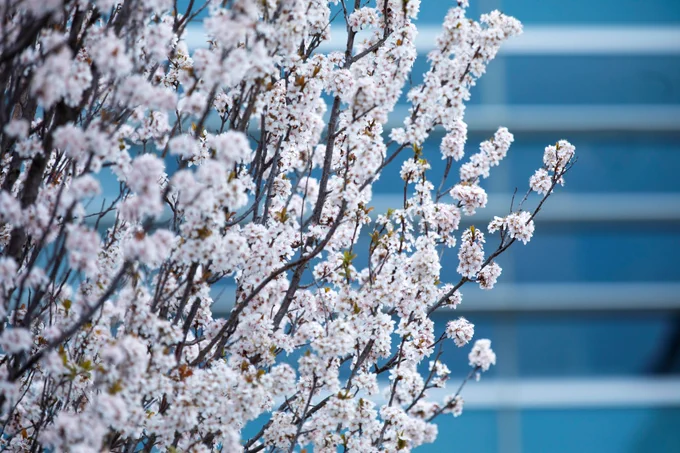 A closeup of white tree blossoms.