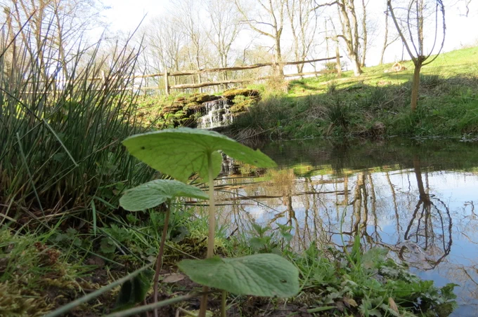 wild wasabi grows at luxury Worcestershire treehouse at Treeopia