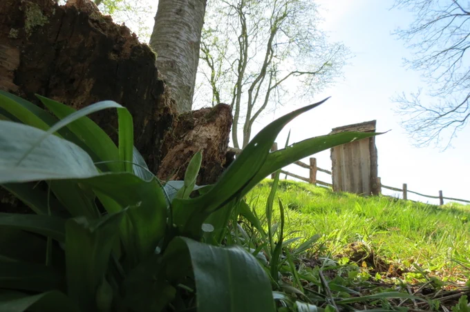 wild garlic grows near Vivianna luxury treehouse in Worcesteshire