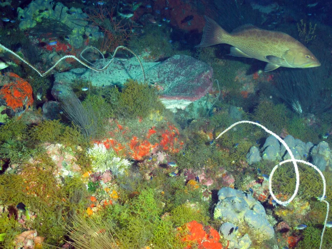 Big and small fish swimming in deepwater habitat full of algae, sponges, and black corals at Alderdice Bank.