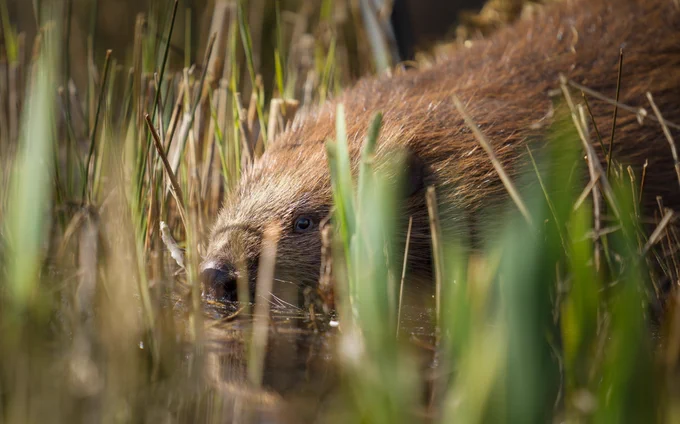 Female beaver taking her first steps into her new home at Cors Dyfi Nature Reserve copyright Montgomeryshire Wildlife Trust