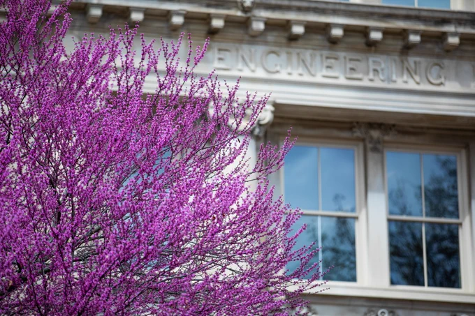 Redbud tree blooming outside Marston Hall.