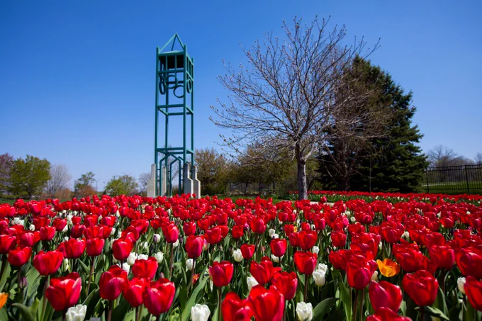 Tulips blooming at Reiman Gardens.