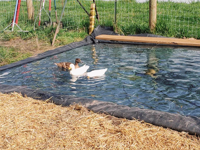 Ducks swimming in a pool