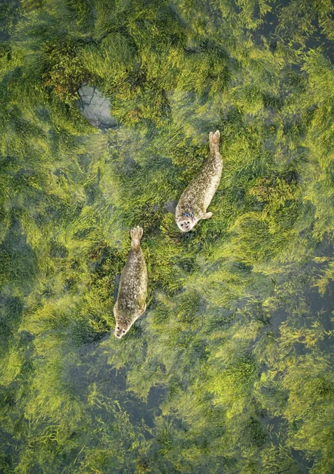 Seals, "Looking up to you" | Photographer, Jon Cleave