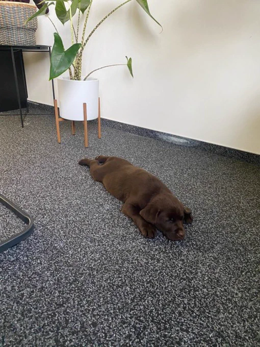 he’s now completely sprawled out on a speckled floor fast asleep
