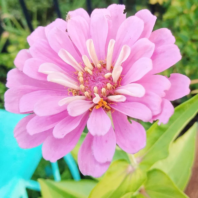 Pink wildflower
