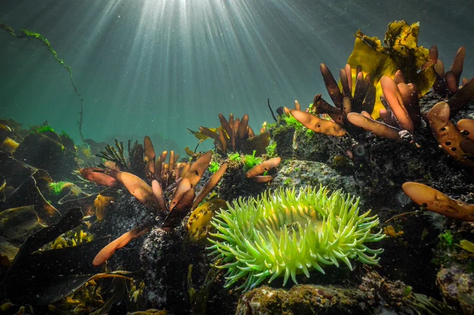 Underwater scene with green anemone and a variety of algae