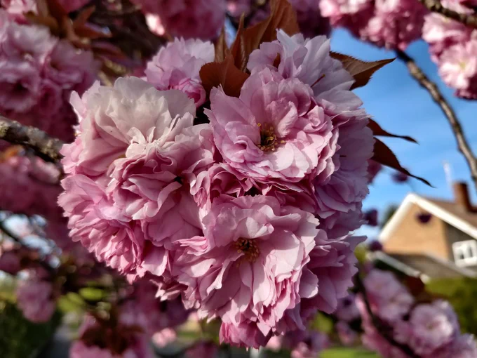 Bunch of three pink tree blossoms shaped together like a heart