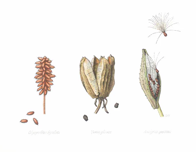 Three illustrations of seed pods, one is brown with it's oval-shaped seeds stuck to a stem, another is grey with thick seed packets in a bundle, the other is a light green oval cut in half to show the white fluffy seeds that rest inside.