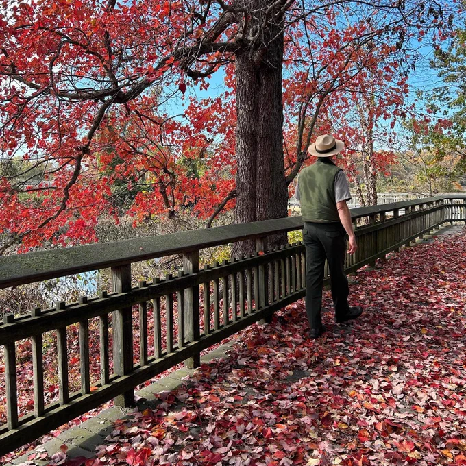 A ranger walking along a boardwalk covered with fall leaves at Kenilworth Aquatic Gardens in Washington D.C.