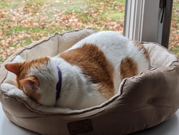 A cat sleeping