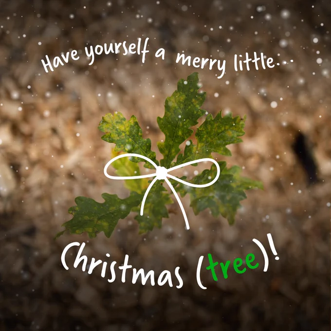 An oak sapling in a Tiny Forest overlaid with snow and a white gift ribbon. White text saying: Have yourself a merry little Christmas (tree)!