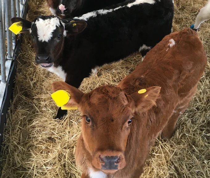 Two calves with yellow tags in their ears