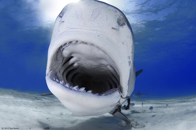 Tiger sharks (Galeocerdo cuvier) can easily move between shallow coral reefs and the cold, dark deep ocean.

Image of a shark, close up, mouth open, seemingly about to swallow the camera whole. 

CREDIT: Tom Burns, DVM