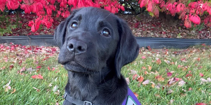 A black Labrador retriever puppy in a purple assistance dog harness sits in the grass in front of a red bush. She's looking at the person behind the camera.