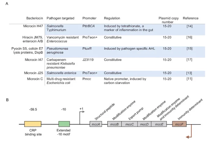 (A) Table summarizing studies in which EcN has been engineered for heterologous bacteriocin production and the promoters used. (B) Schematic representation of the McC operon where the organization of the structural genes (mccA-E) and the immunity determinant (mccF) is shown with respect to the transcriptional regulatory elements.
