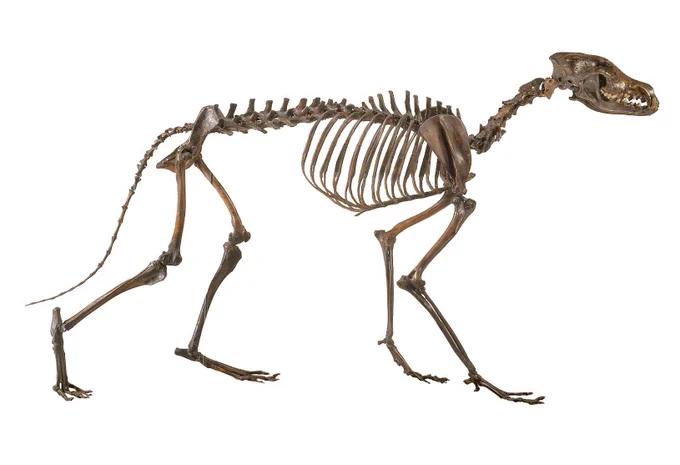 A complete coyote skeleton from the La Brea Tar Pits & Museum collections.