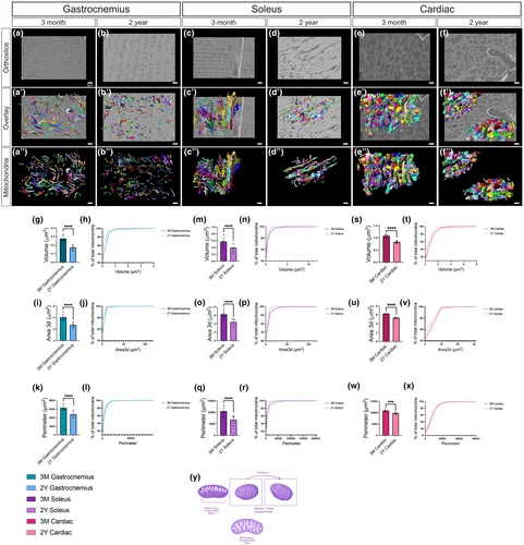 Figure 1 Decreased mitochondrial size and volume in the gastrocnemius, soleus, and cardiac muscle of aged mice in SBF-SEM 3D reconstructions. (a, b) Representative SBF-SEM orthoslices for male murine gastrocnemius, (c, d) soleus, and (e, f) cardiac tissues. (a′, b′) 3D reconstructions of mitochondria (various colors) in gastrocnemius, (c′, d′) soleus, and (e′, f′) cardiac tissues from 3-month-old and 2-year-old mice overlaid on ortho slices. (a″, b″) Pseudo-colored individual mitochondria in gastrocnemius, (c″, d″) soleus, and (e″, f″) cardiac tissues identify micro-level changes. (g–x) Quantification of 3D reconstructions, with each dot representing the average for all mitochondria quantified for one mouse. (g) Mitochondrial volume in the gastrocnemius muscle from 3-month-old and 2-year-old mice and (h) mitochondrial volume distributed as the percent of total mitochondria to visualize relative heterogeneity. ...check figure online for more details