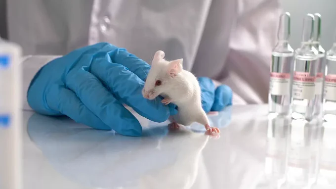 Close-up of laboratory black mouse on the glass tubes for animal test.