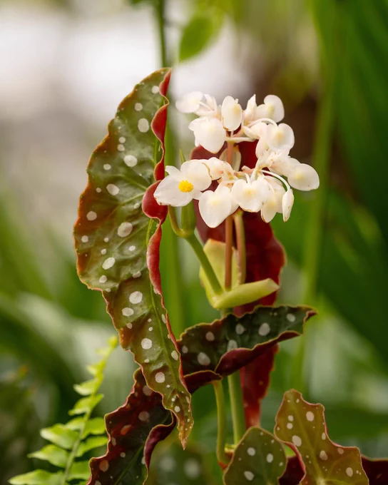 Long, green curved leaves with white polka dots and a cluster of small, white flowers with yellow centers.