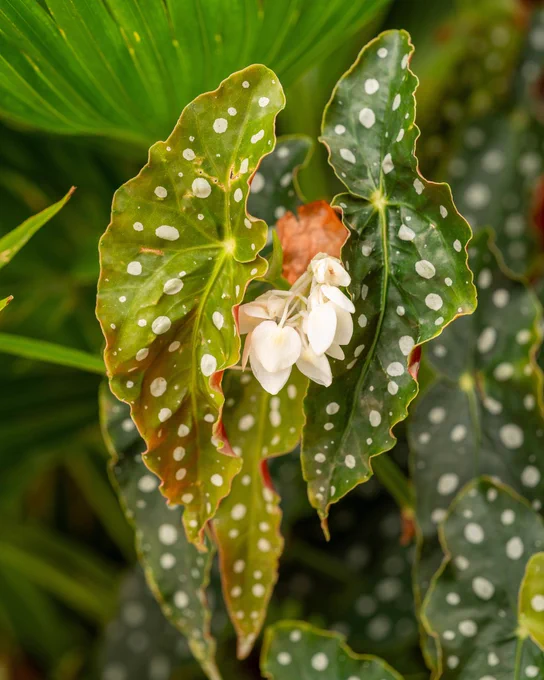 Several green leaves with white polka dots and small white flowers.