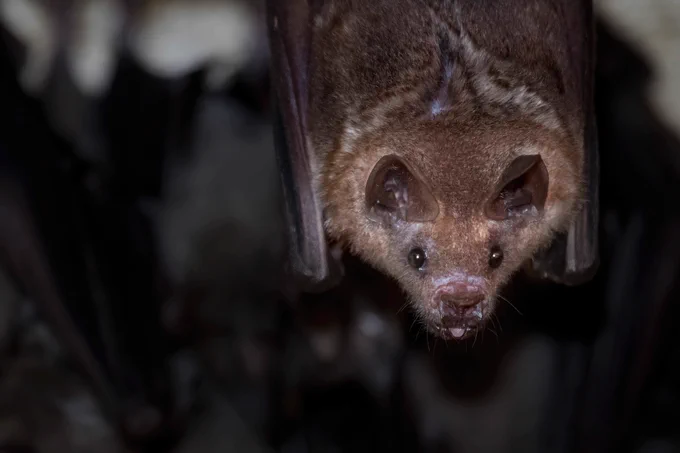 A brown bat hanging upside down and slightly sticking out its tongue