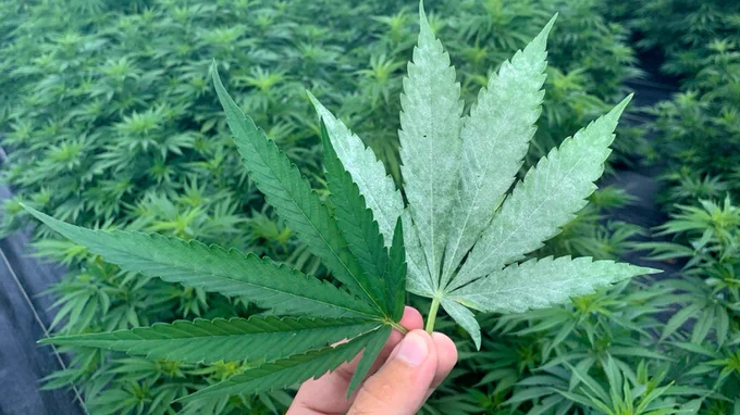 Cannabis sativa plant on the left has a gene that helps it resist powdery mildew; the plant on the right is infected with the fungal disease. Photo and caption by Cornell University. 