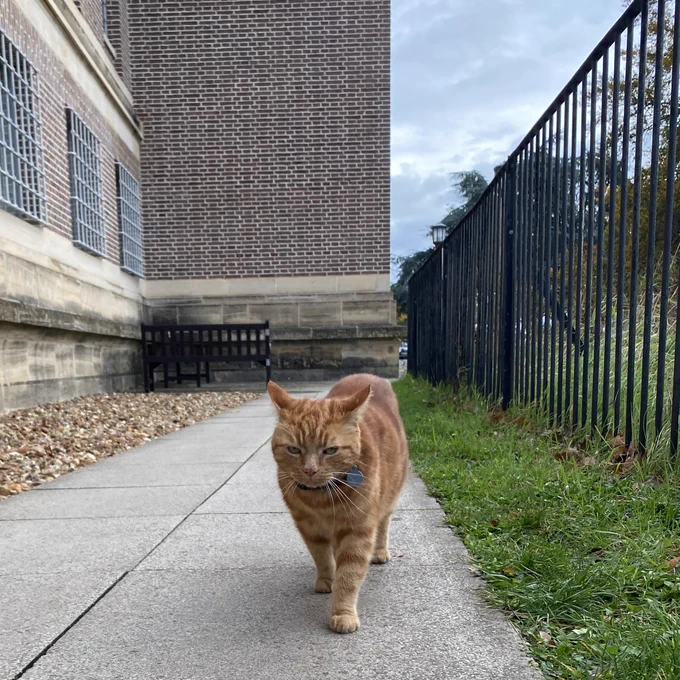 Ginger cat at the Cambridge University Library 