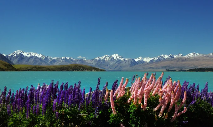 Russel Lupins come from North America and are invasive in Europe, Australia and New Zealand. Despite being widespread, they could spread even further throughout the coasts of Australia and New Zealand, and much of Europe. "Russell Lupins. ( Lupinus polyphyllus) NZ." by Bernard Spragg is marked with CC0 1.0. 
