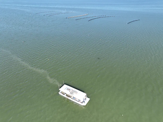 A boat floats in green water. Rows of floating oyster aquaculture gear float in the water nearby.