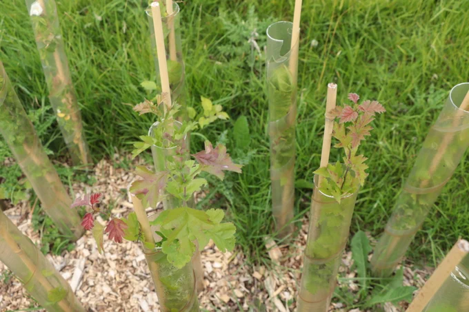 Image of very young trees growing in a field, closeup, plastic tree guards used