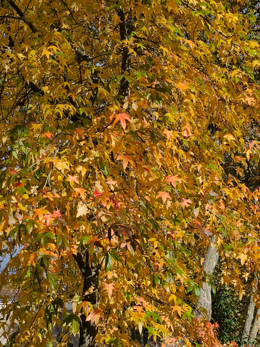Autumn leaves lit by the sun