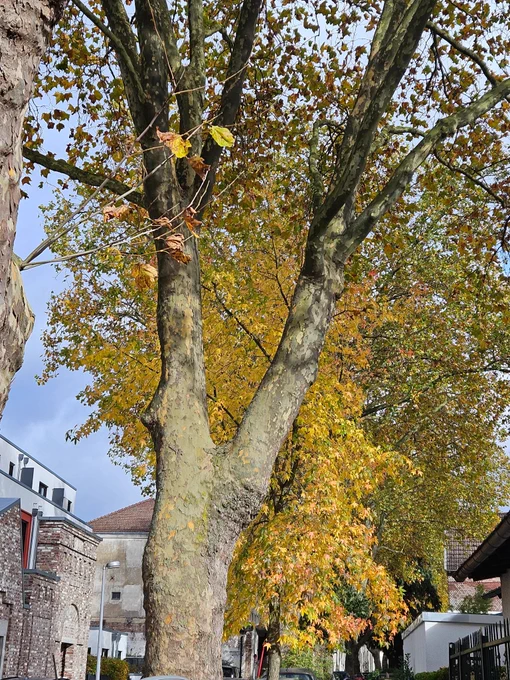 A tree with autumn leaves glowing in the sun