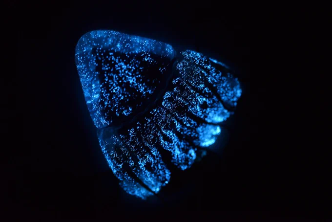 Frame from a video of the deep-sea scyphomedusa (jellyfish) Periphylla luminescing.