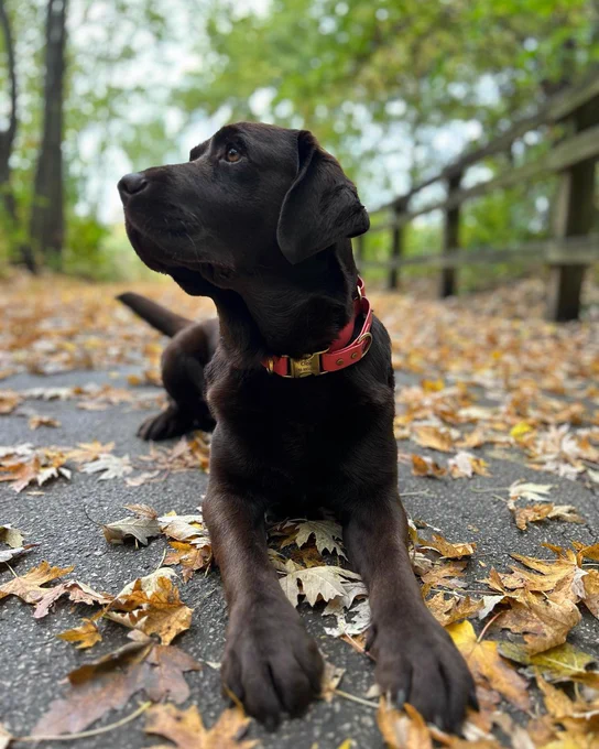A glossy black Labrador with a pink and gold collar sits attentively on a path scattered with crisp autumn leaves. The dog looks off to the side, surrounded by a tranquil setting of trees and a wooden fence, showcasing the serene ambiance of a forest in the fall.