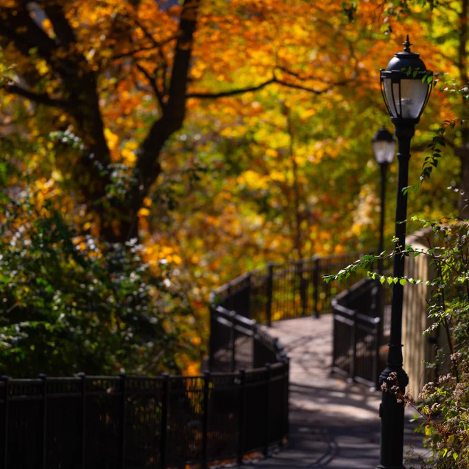Paved pathway leading down a hill surrounded by trees in their fall peak foliage.