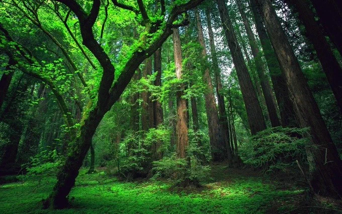 The Amazon Rain Forest is the largest rain forest in the world, containing millions of animal and plant species. It is one of the hotspots of biodiversity and one of the Seven Wonders of Nature.