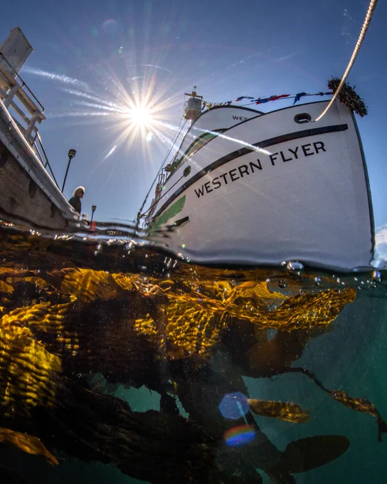 An over under splitshot of the western flyer with giant kelp at its monterey dock 