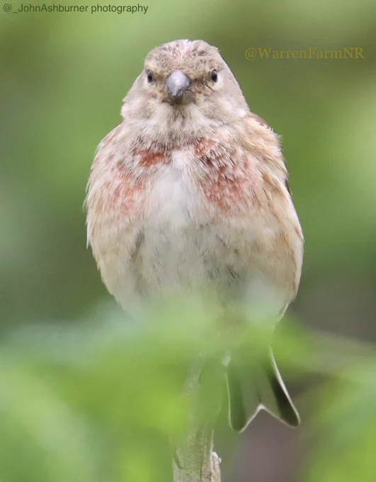 A Linnet on #WarrenFarmNR looking at you!