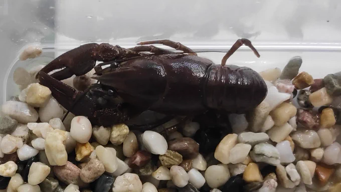 Astacus astacus