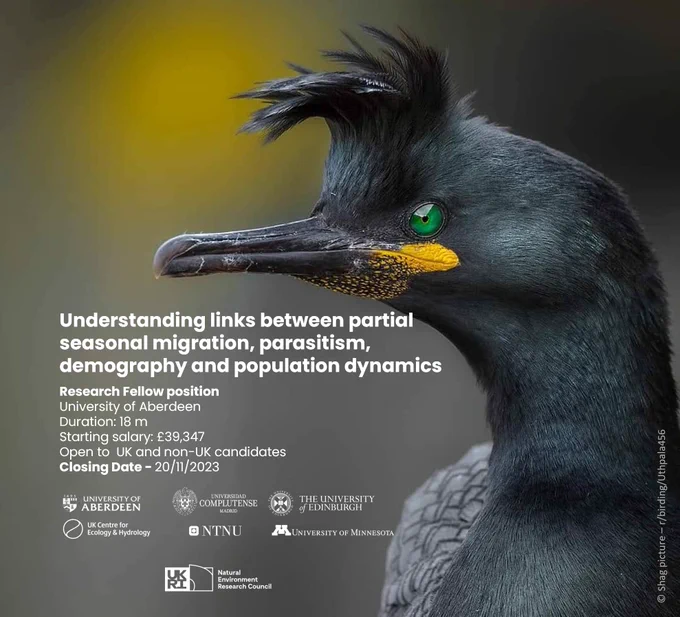 Background image of a european shag. 

Text :
Understanding links between partial seasonal migration, parasitism, demography and population dynamics

Research Fellow position 
University of Aberdeen
Duration: 18 m
Starting salary: £39,347
Open to  UK and non-UK candidates
Closing Date - 20/11/2023

Logos of 6 institutions and the funder are included:
University of Aberdeen
Universidad Complutense Madrid
The University of Edinburgh
UK Centre for Ecology and Hydrology
Norwegian University of Science and Technology
University of Minnesota 

There is also the logo of the 
Natural Environment Research Council.

European shag picture copyright:  r/birding/Uthpala456  