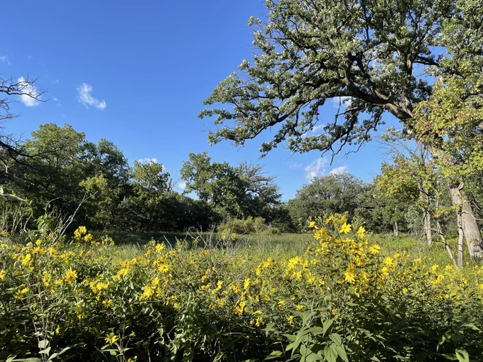 Trees and flowers