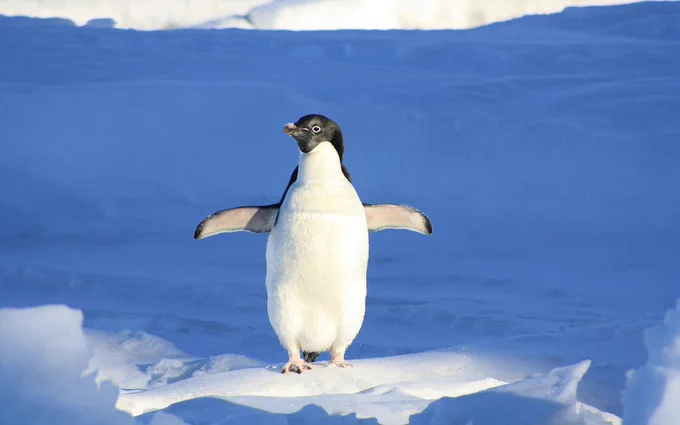 Penguin with its wings raised standing on snow