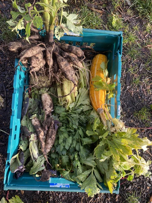 A bounty of freshly harvested vegetables is arranged in a plastic crate. The crate overflows with earthy parsnips at the top, a robust winter squash nestled below, and a variety of lush green leaves, possibly from celeriac and celery, surrounding the other produce. Hints of purple from what could be kale or cabbage leaves add a splash of colour to this autumnal harvest.