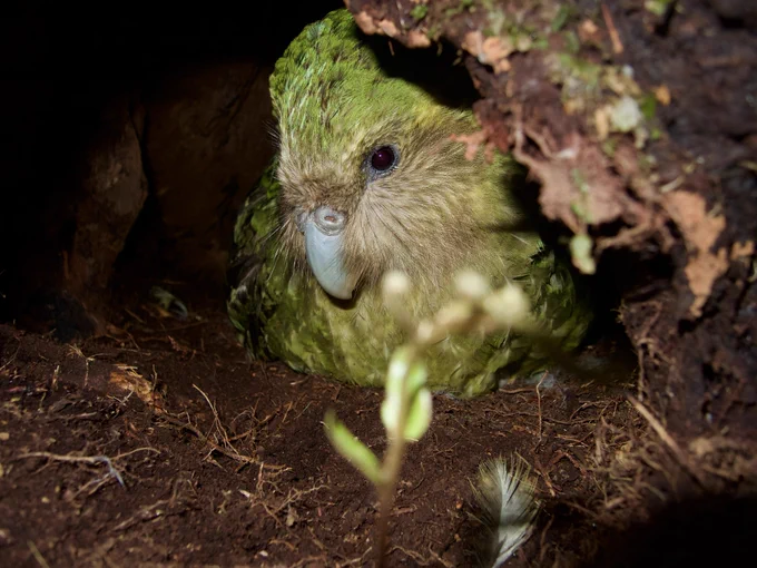 A female kākāpō on a nest