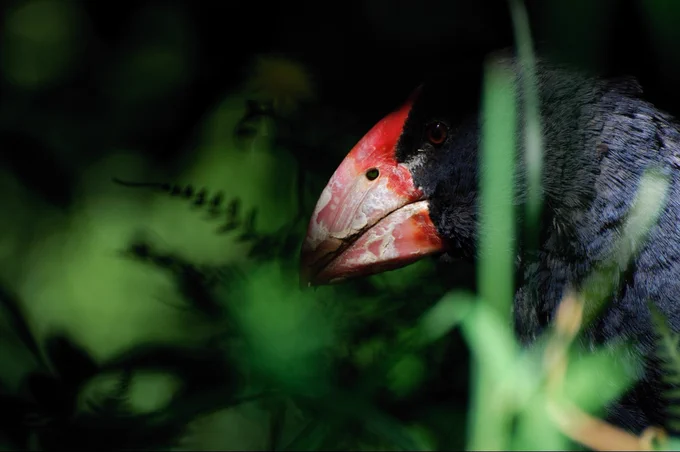 A takahē amongst foliage.