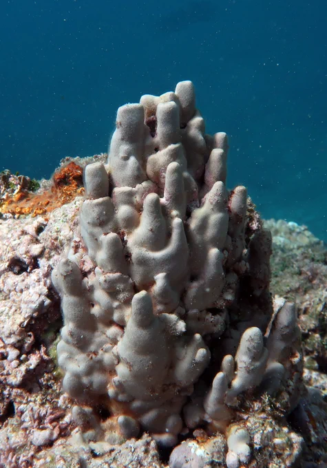 Porolithon pinnaculum sp. nov