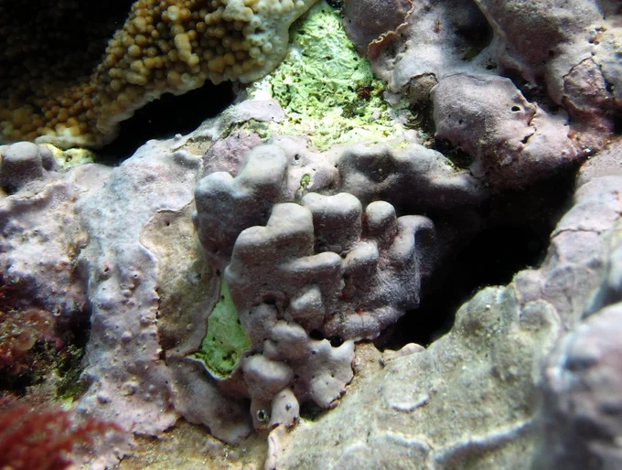 Porolithon howensis sp. nov