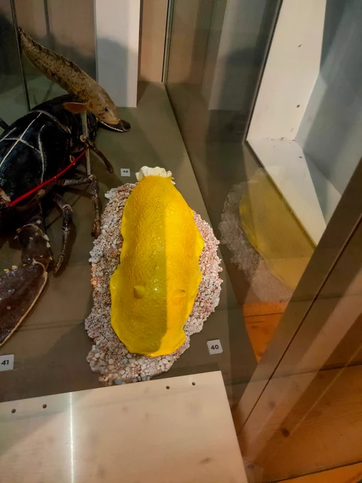 Large yellow seaslug called a sea lemon in museum display in Newcastle's Holcroft Museum

